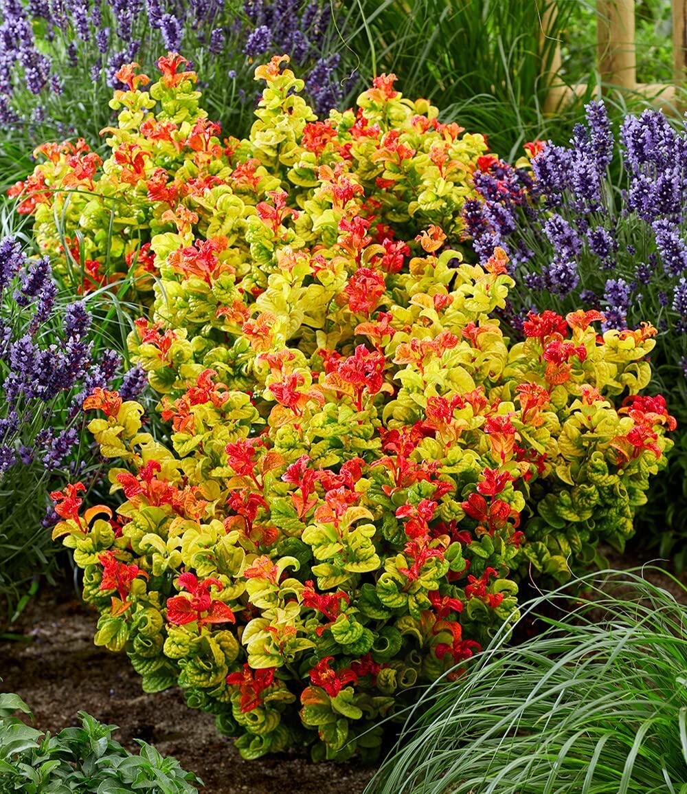 baldur-garten-traubenheide-curly-gold-im-2-liter-topf image 5