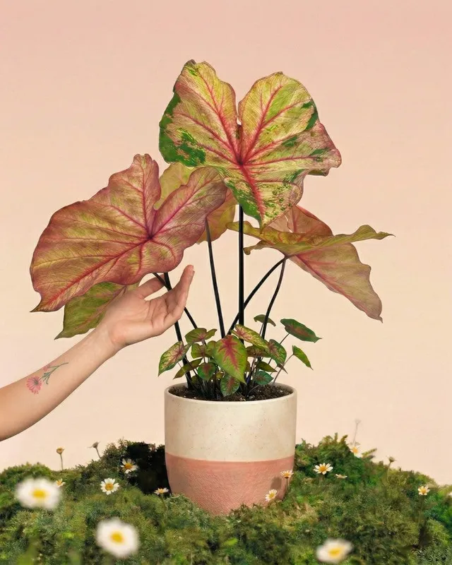 feey-caladium-autumn-beauty-gro-e-saisonale-zimmerpflanze image 1