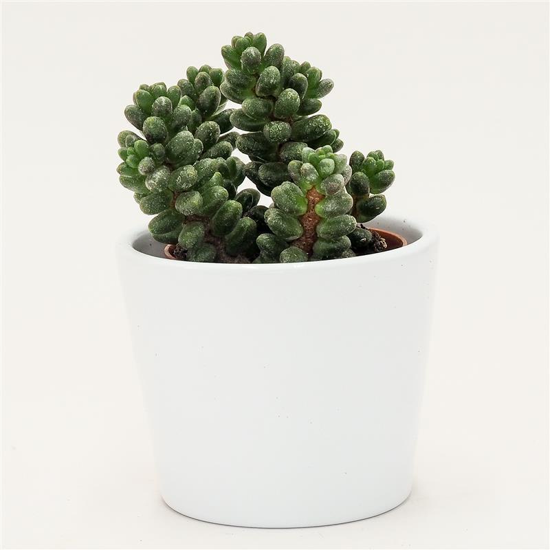 pasiora-sedum-furfuraceum-sukkulente-5-5cm-topf image 3