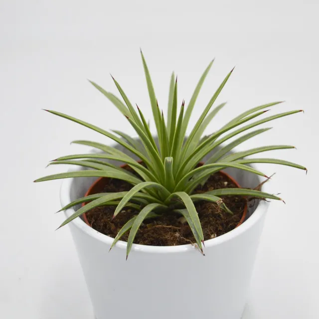 pasiora-agave-striata-v-nana-sukkulente-8-5-cm-topf image 1