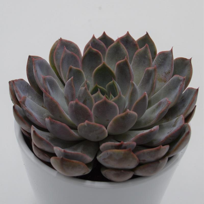 pasiora-echeveria-summer-sukkulente-10-5-cm-topf image 1