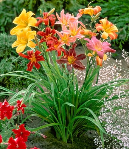 baldur-garten-hemerocallis-mix-farben-des-sommers-5-knollen-gr-e-i image 2
