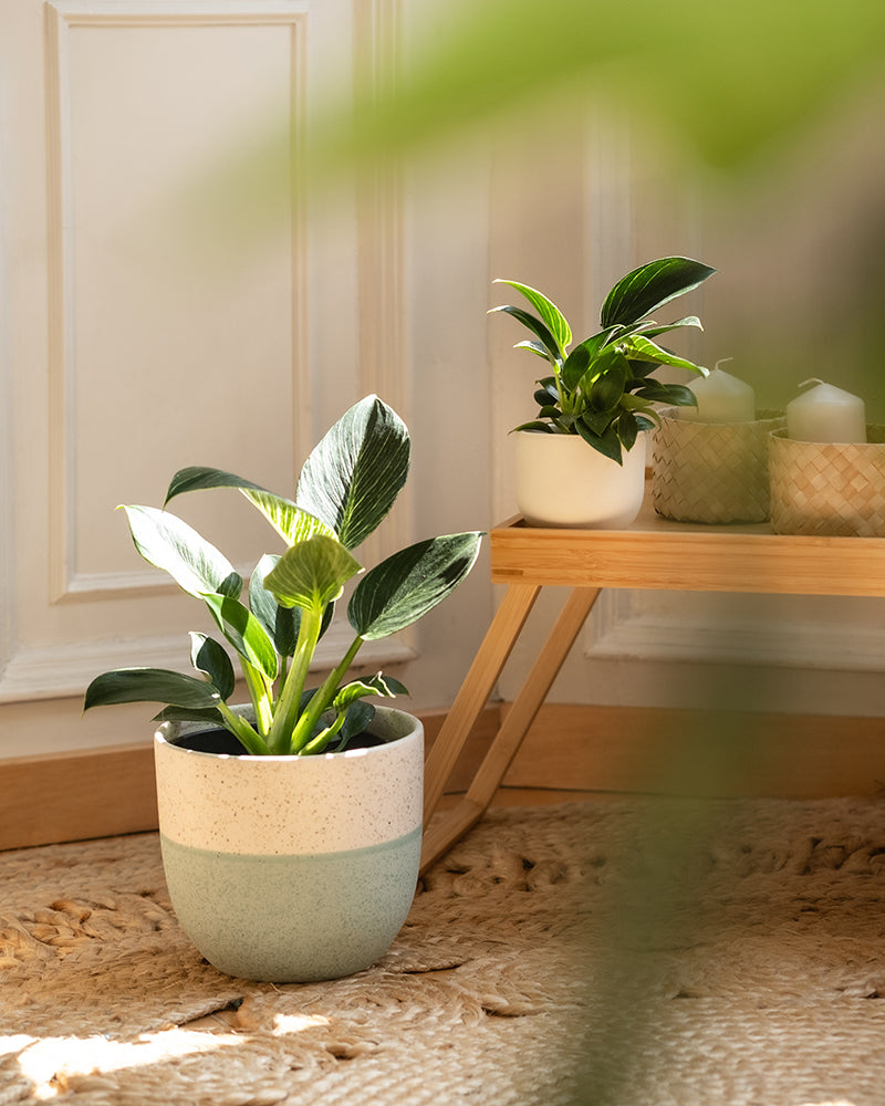 feey-familienzuwachs-set-4er-pflanzenset-philodendron-gr-nlilie image 4