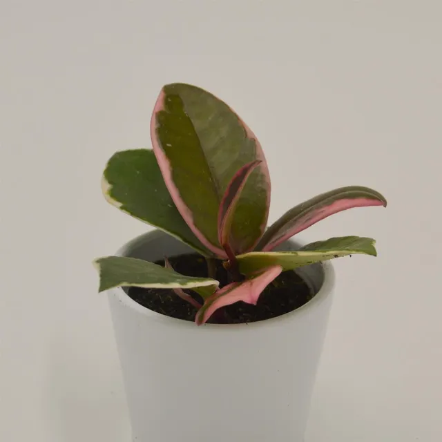 pasiora-hoya-flamingo-dream-6cm-porzellanblume image 1