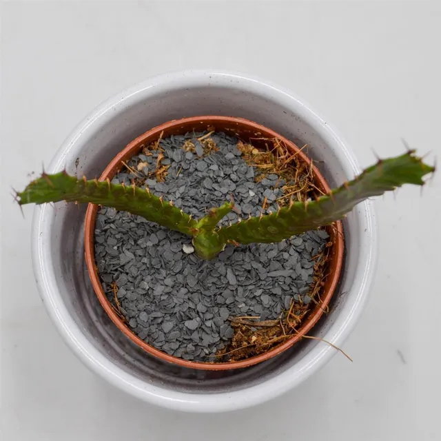 pasiora-euphorbia-stellata-sukkulente-5-5cm-topf image 1