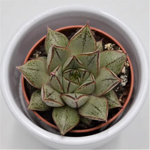 pasiora-echeveria-purpusorum-white-form-sukkulente-5-5-cm image 1