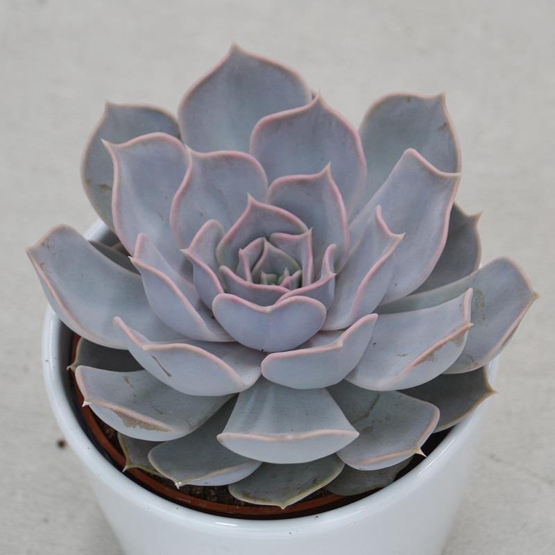 pasiora-echeveria-lilacina-sukkulente-im-10-5cm-topf image 2