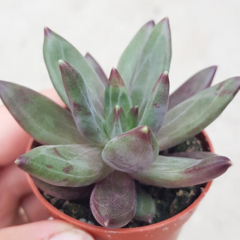 pasiora-x-pachyveria-izar-hybrid-sukkulente-5-5cm-topf image 3