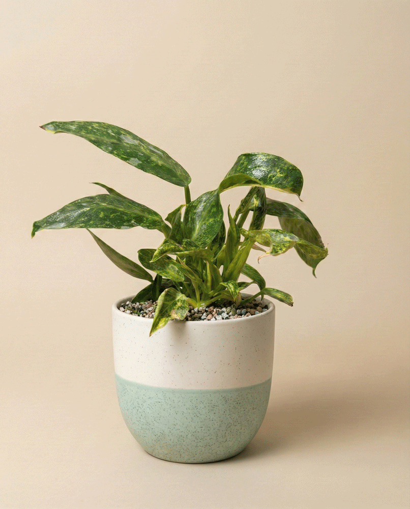 feey-philodendron-jose-buono-zimmerpflanze-topf-14 image 4