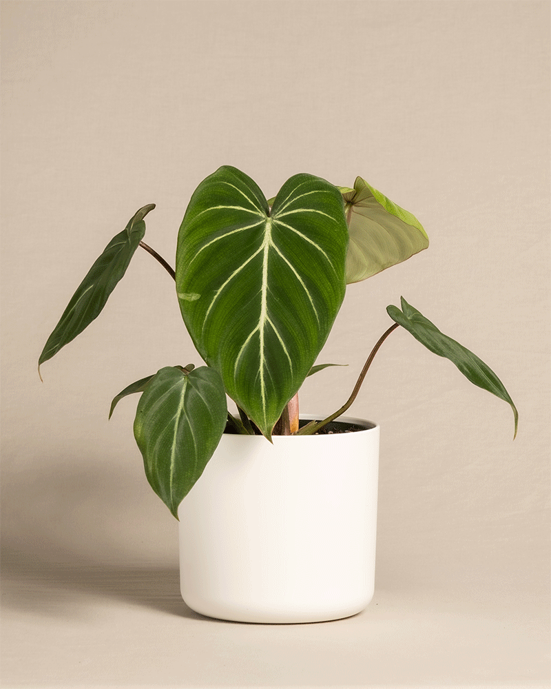 feey-philodendron-gloriosum-zimmerpflanze-mit-samtbl-ttern image 8