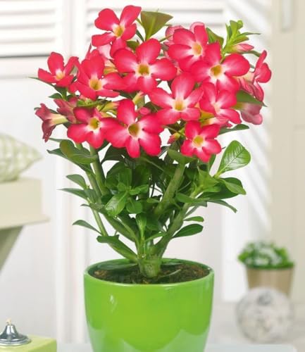 baldur-garten-zimmerpflanzen-kollektion-hawaii-palme-w-stenrose-rot image 7