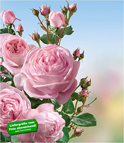 baldur-garten-delbard-kletterrose-nah-ma-wurzelnackt-3-5-m image 5