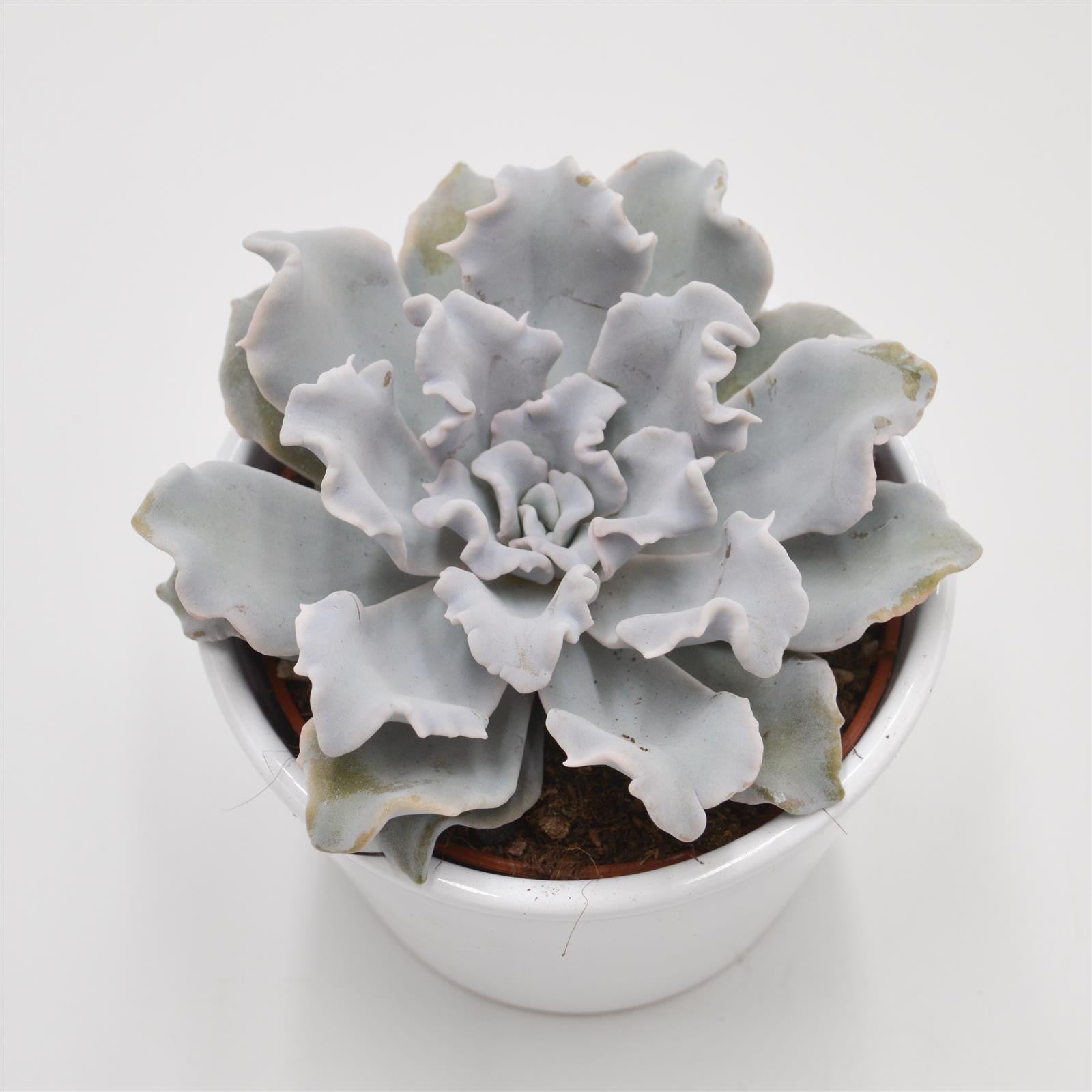 pasiora-echeveria-crispate-beauty-sukkulente-10-5cm-topf image 1