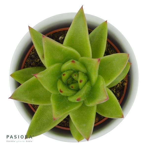pasiora-echeveria-agavoides-lipstick-sukkulente-6cm-topf image 3