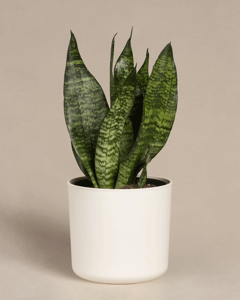 feey-kleine-gr-ne-schwiegermutterzunge-sansevieria-trifasciata-zeylanica image 7