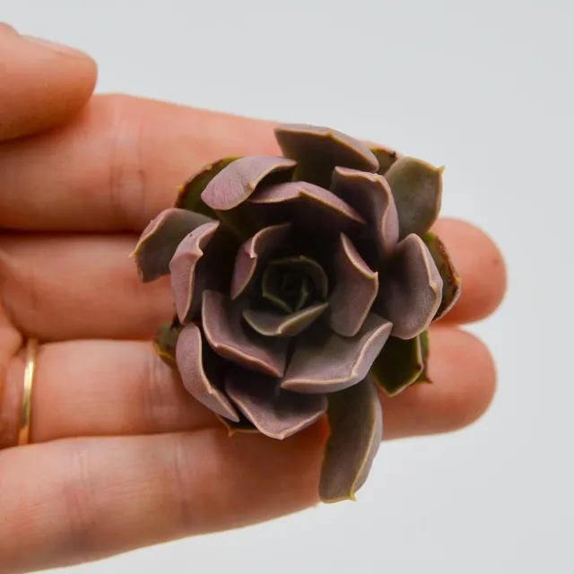 pasiora-echeveria-rollercoaster-steckling-sukkulenten-cutting image 1