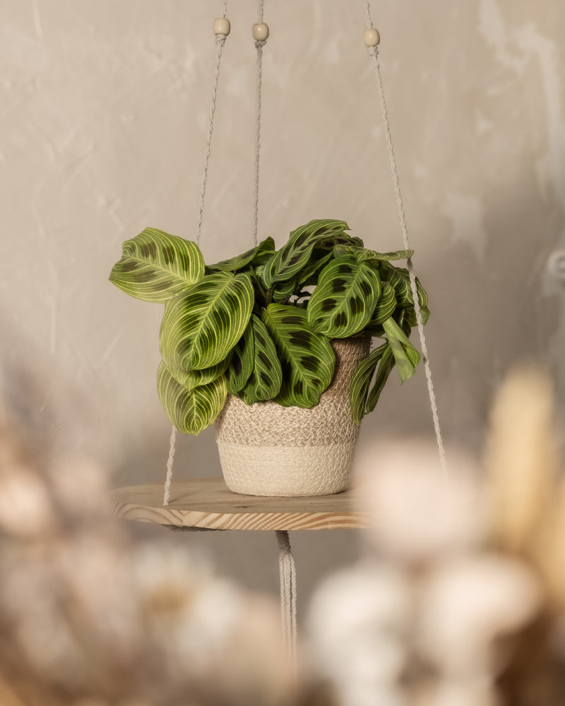 feey-maranta-light-veins-rarit-t-zimmerpflanze image 4