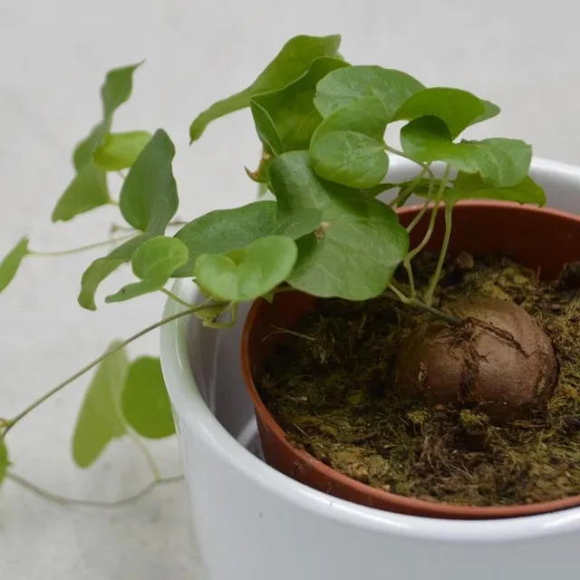 pasiora-dioscorea-elephantipes-caudex-8-5cm-topf image 1