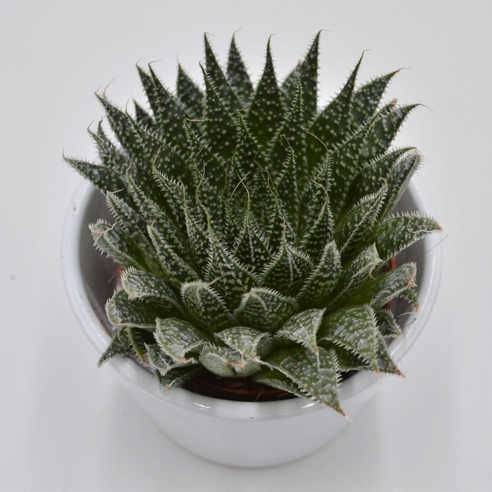 pasiora-aloe-magic-sukkulente-8-5cm-topf image 1