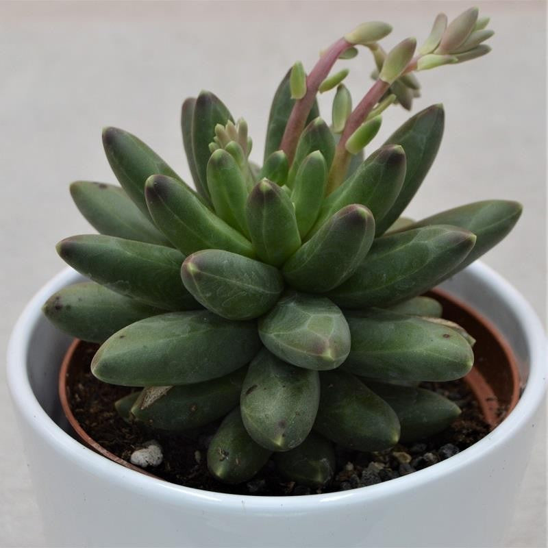pasiora-pachyphytum-compactum-little-jewel-sukkulente-10-5cm image 1
