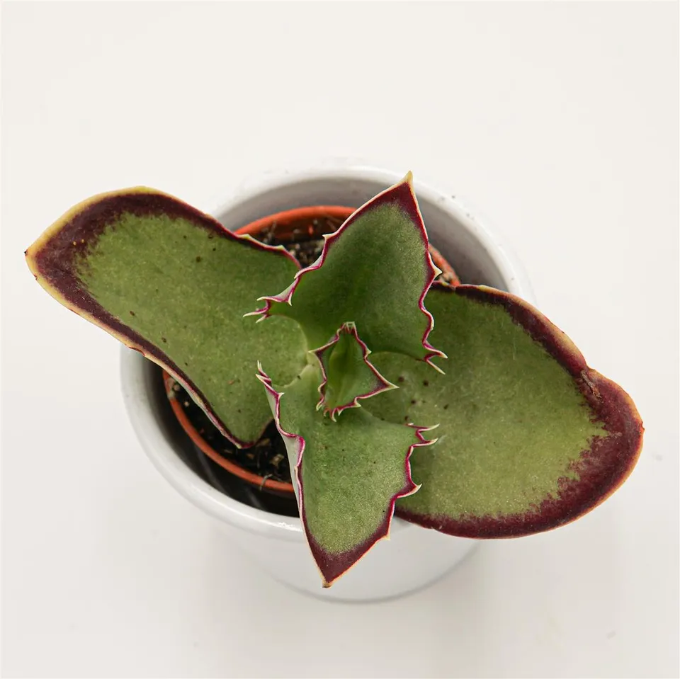 pasiora-kalanchoe-synsepala-sukkulente-5-5cm image 1