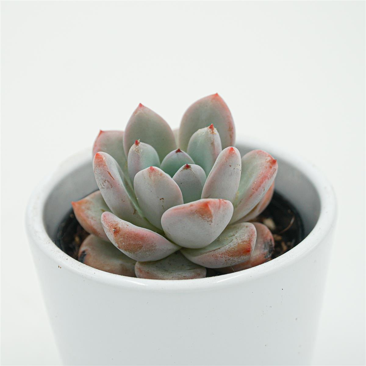 pasiora-echeveria-snow-scene-sukkulente-6-cm-topf image 2