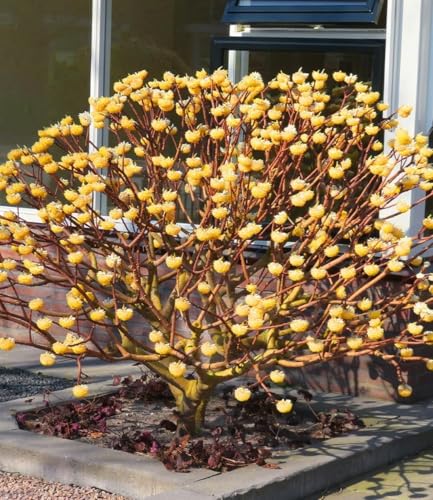 baldur-garten-edgeworthia-grandiflora-papierpflanze-13-cm-topf image 7