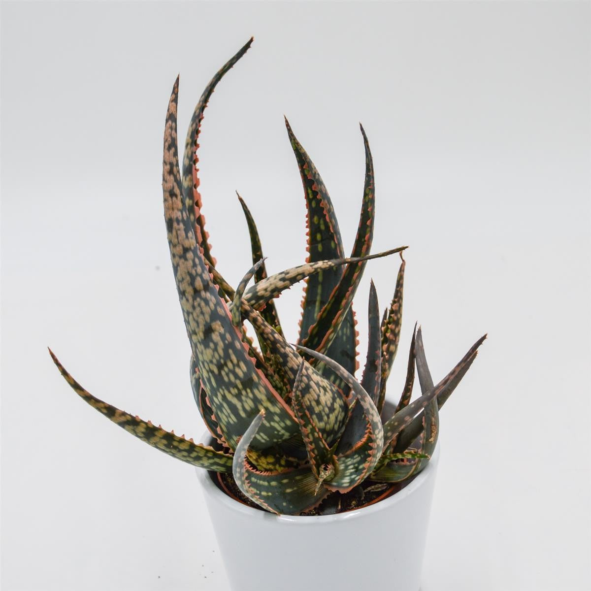 pasiora-aloe-carola-sukkulente-im-8-5cm-topf image 2