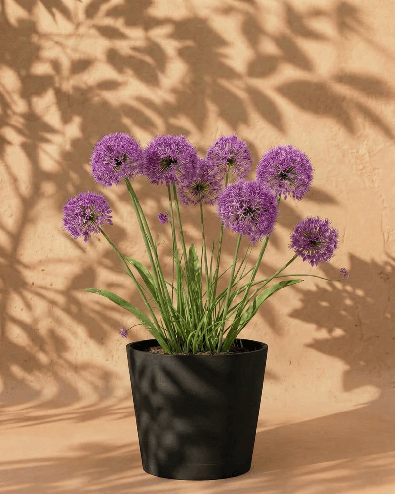 feey-allium-lila-zwiebeln-bienen-berglauch image 1