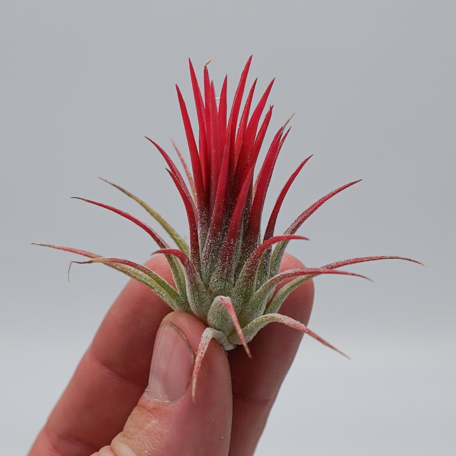 pasiora-tillandsia-ionantha-fuego-luftpflanze image 3