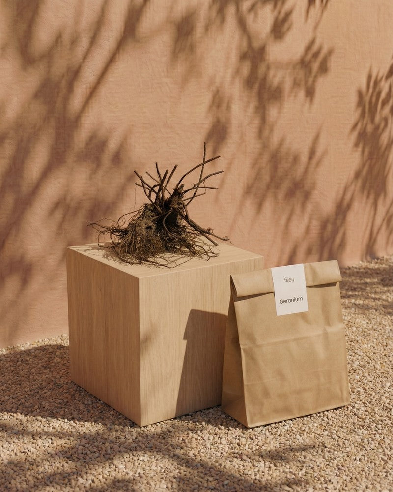 feey-geranium-blau-knollenpflanze-rhizome-f-r-garten-k-bel image 3