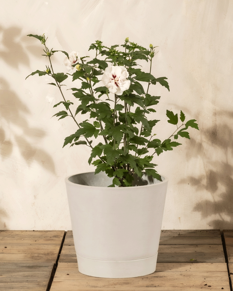 feey-wei-er-hibiskus-speciosus-hibiscus-syriacus-straucheibisch image 4