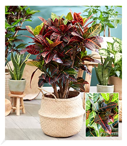 baldur-garten-wunderstrauch-kroton-excellent-zimmerpflanze-55-65-cm-im-17-cm-top image 6