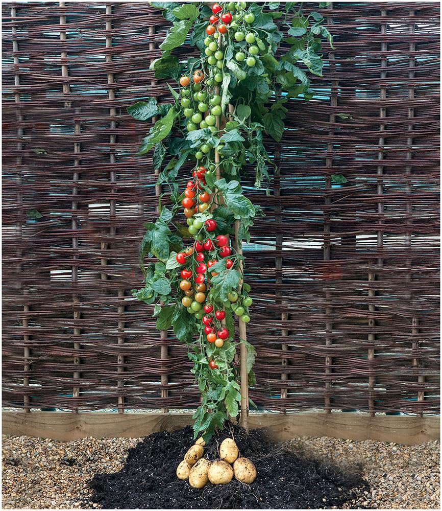 baldur-garten-tomtato-tomoffel-tomaten-kartoffel-pflanze-10-5-cm-topf image 1