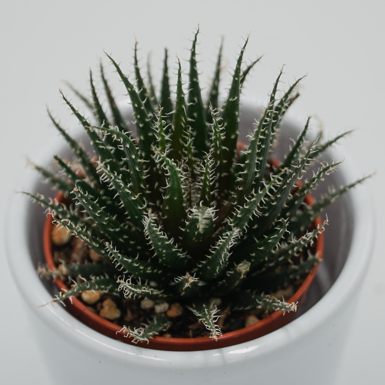 pasiora-aloe-haworthioides-sukkulente-5-5-cm-topf image 3
