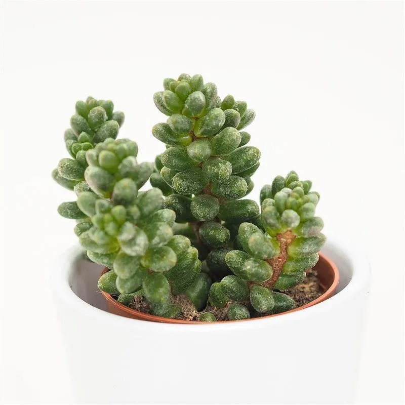 pasiora-sedum-furfuraceum-sukkulente-5-5cm-topf image 1