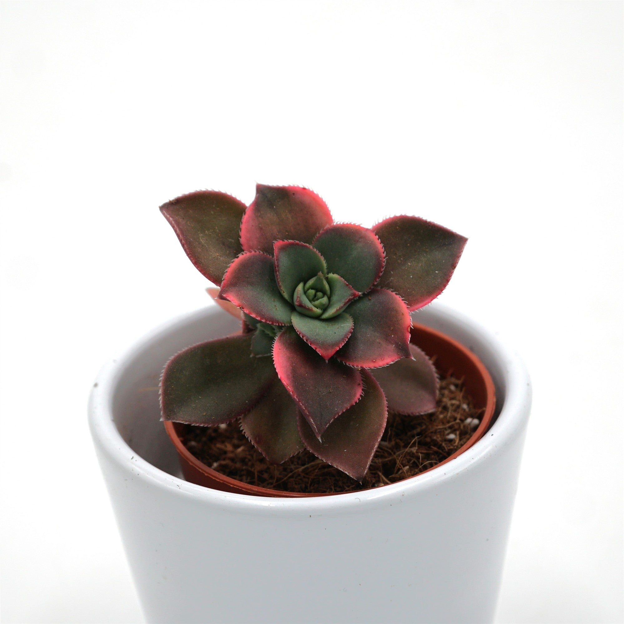 pasiora-aeonium-haworthii-dream-color-sukkulente-5-5cm image 1