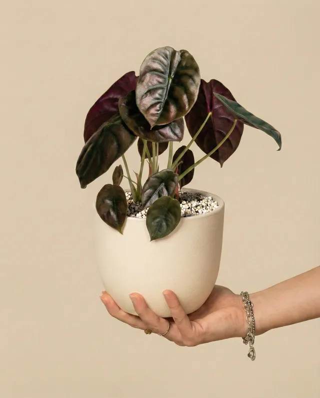 feey-alocasia-red-secret-schweizer-gew-chs-klein-mittel image 1