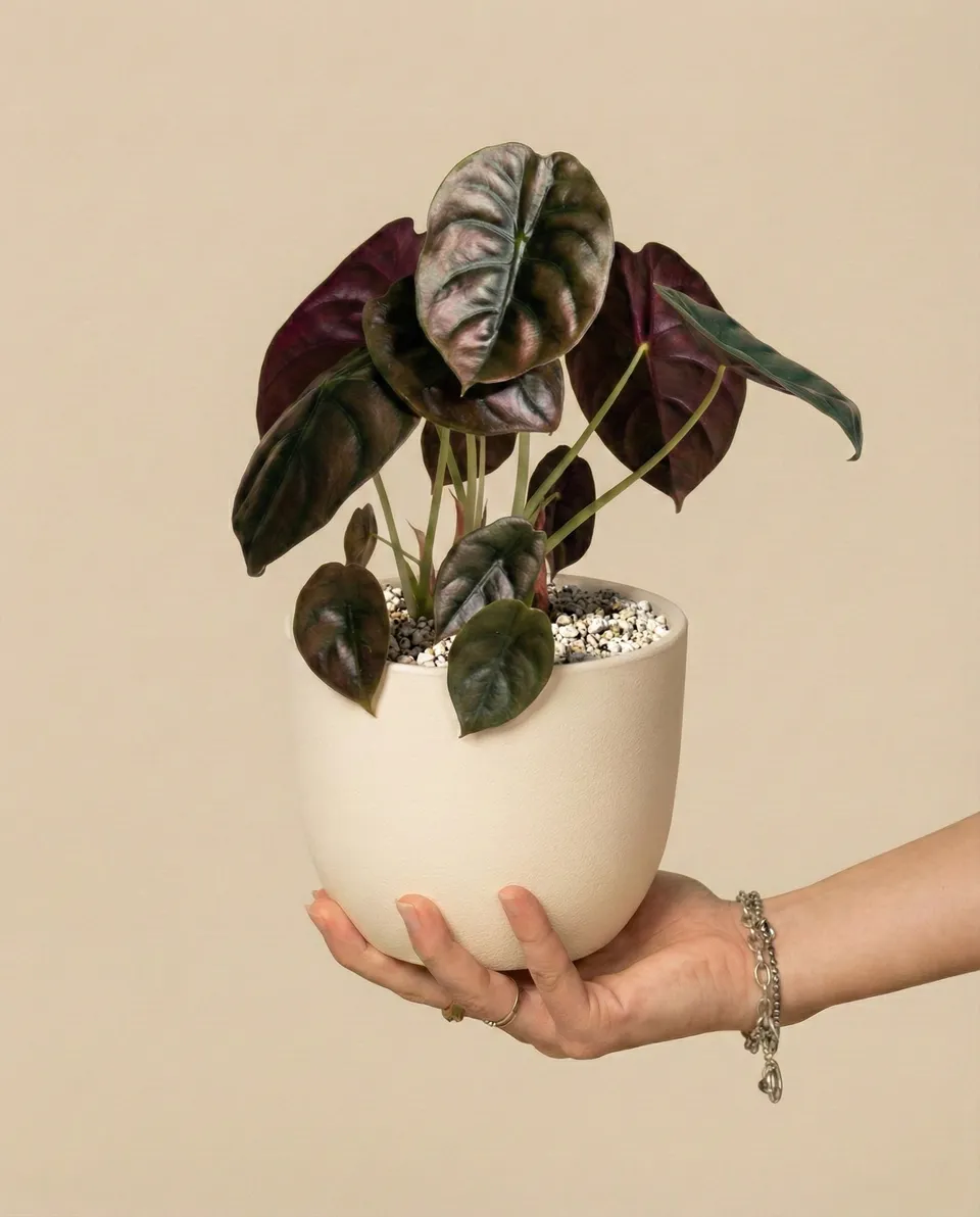 feey-alocasia-red-secret-schweizer-gew-chs-klein-mittel image 1