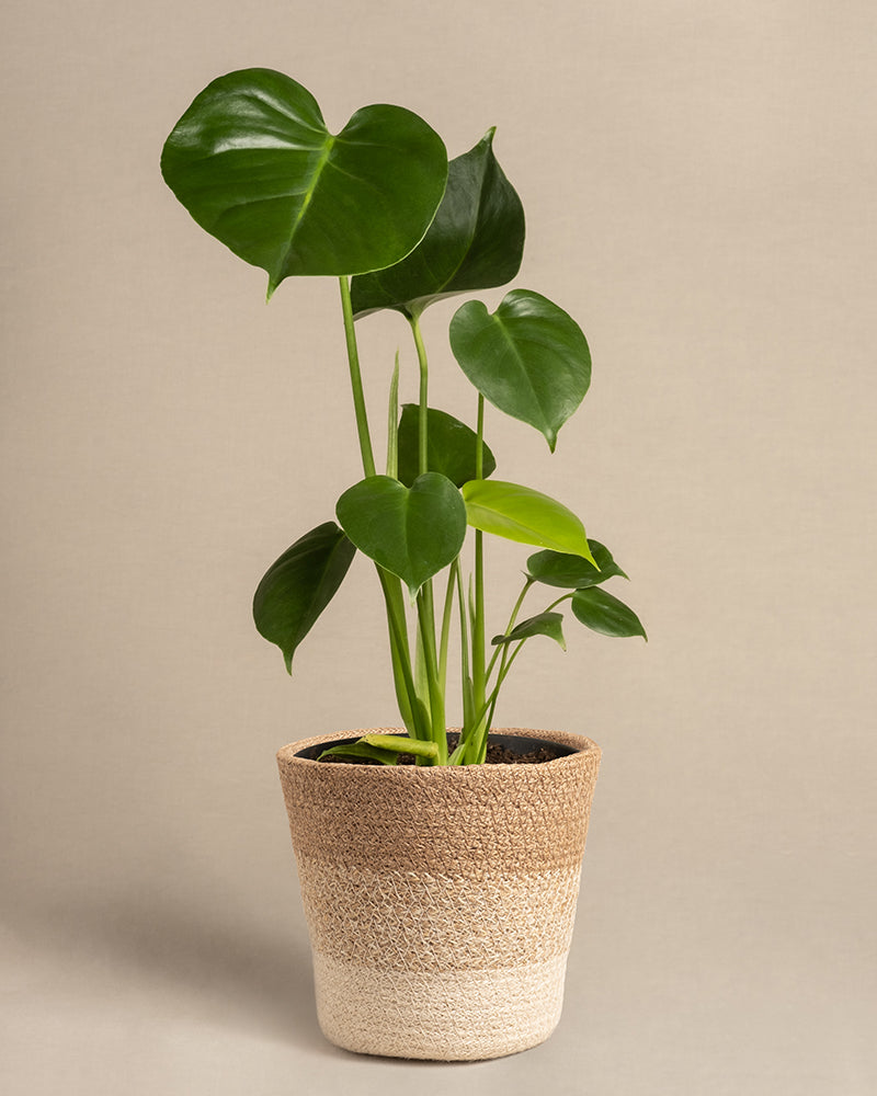 feey-monstera-fensterblatt-zimmerpflanze image 7