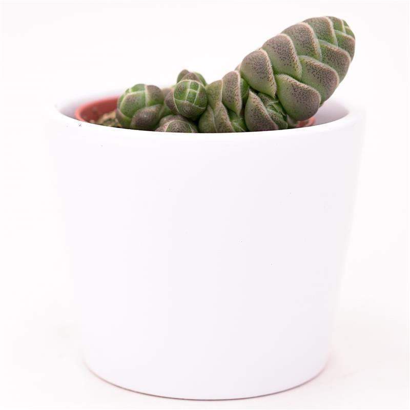 pasiora-crassula-barklyi-sukkulente-5-5cm-topf image 3