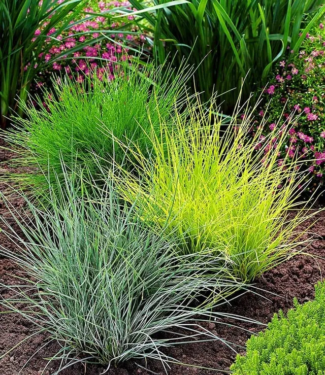 baldur-garten-gr-ser-trio-15-pflanzen-im-9x9-cm-topf image 1