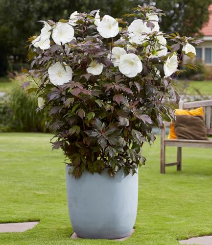 baldur-garten-hibiskus-carousel-ghost-strauch-pflanze-im-9x9-cm-topf image 5