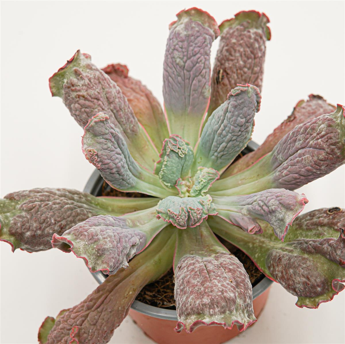 pasiora-echeveria-paul-bunyan-sukkulente-im-13cm-topf image 1