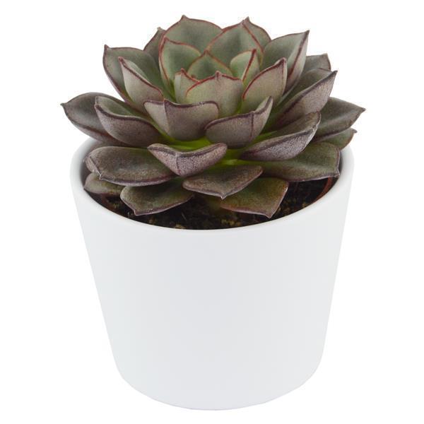 pasiora-echeveria-moranii-echeverie-6cm-topf image 3
