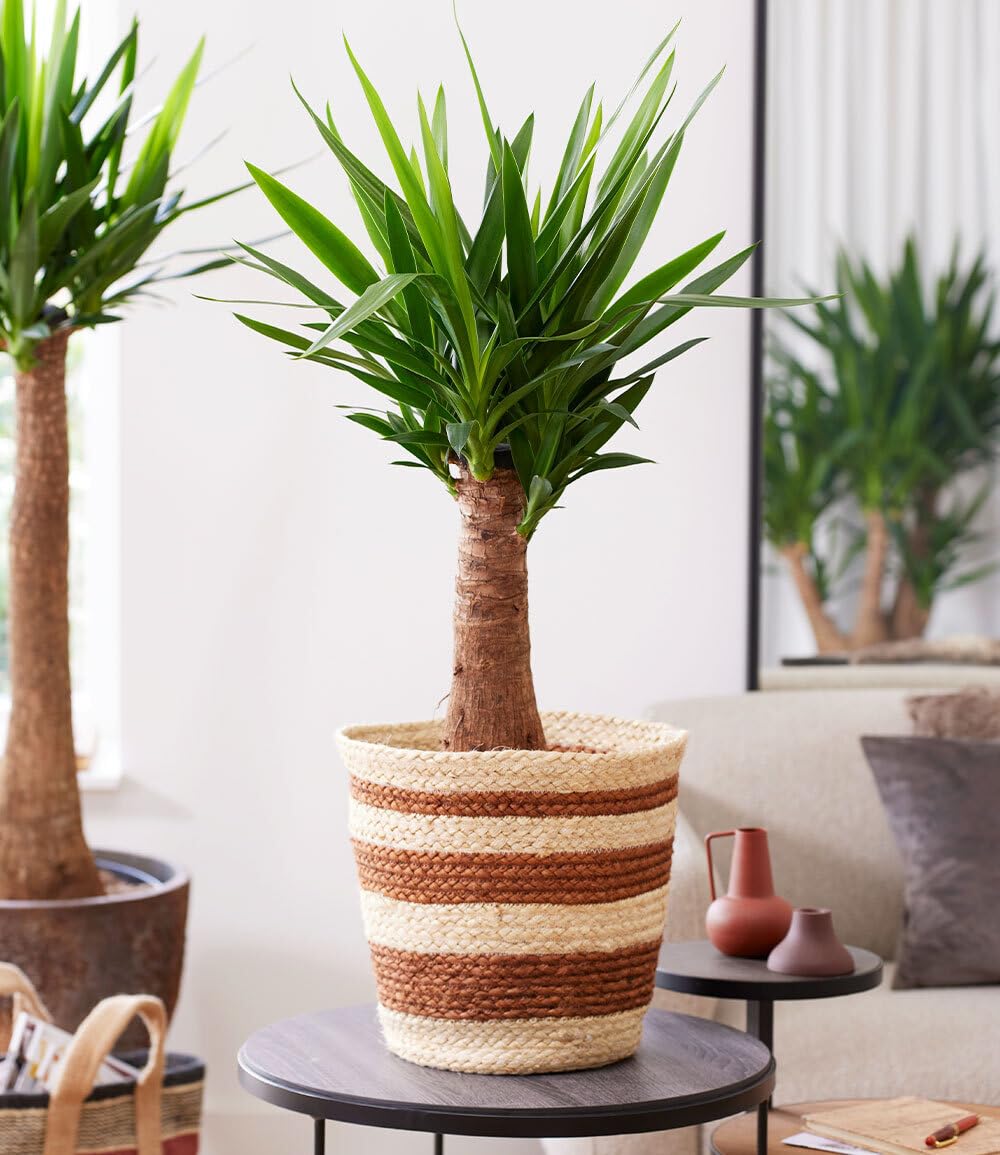 baldur-garten-yucca-palme-maya-14-cm-topf-ca-60-cm-hoch image 1