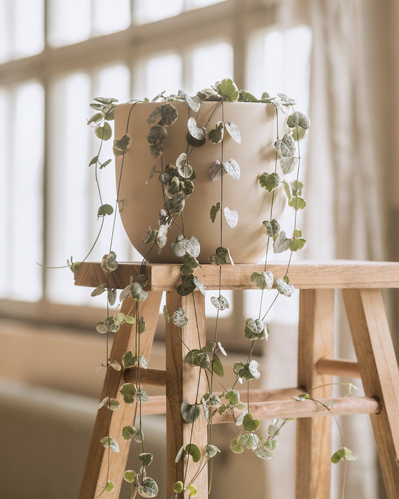 feey-leuchterpflanze-pink-variegata-ceropegia-woodii image 4