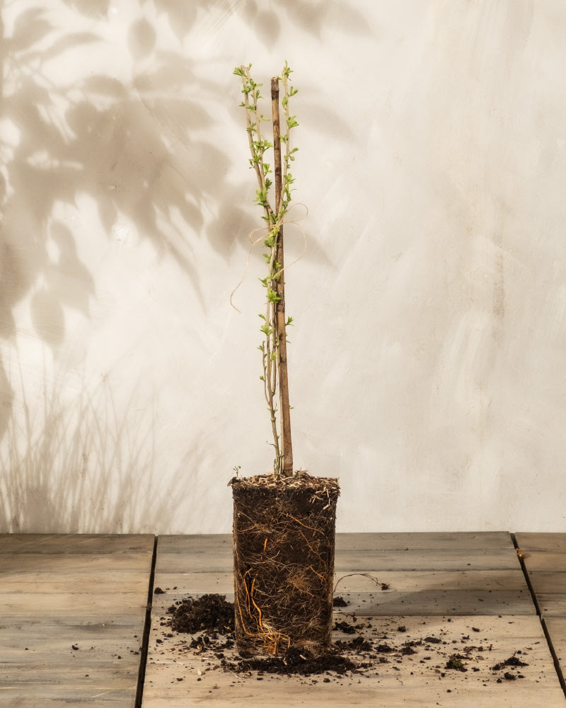 feey-goji-beere-lycium-barbarum-au-enstrauch image 3