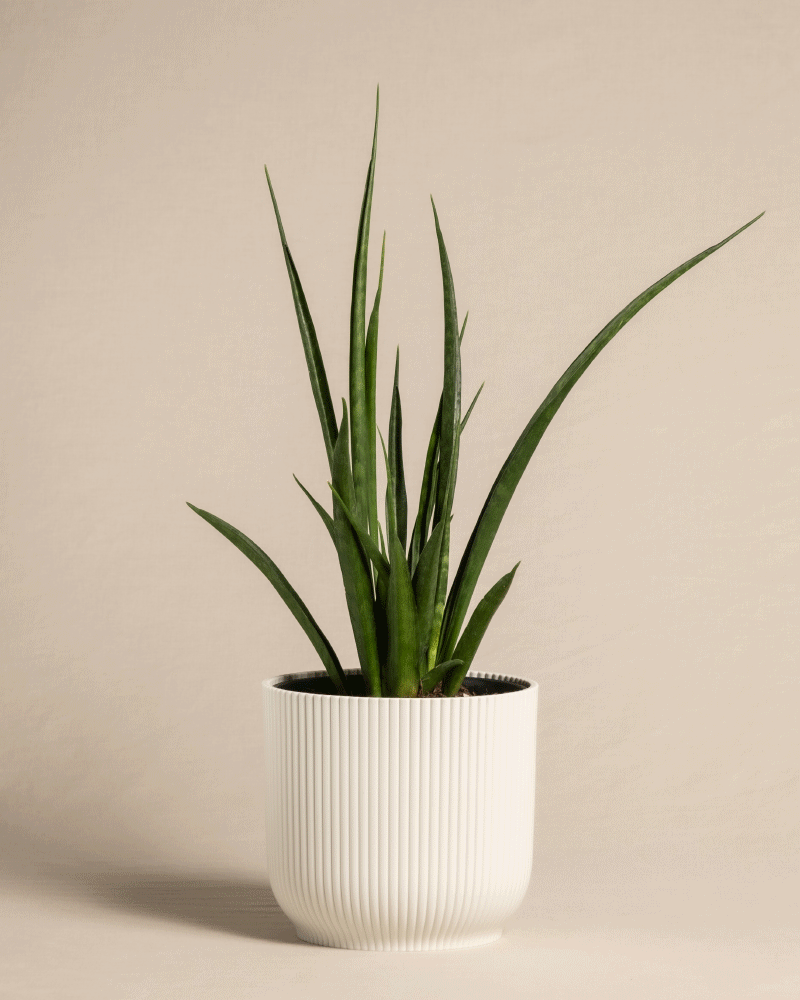 feey-sansevieria-friends-zimmerpflanze-im-14-cm-topf image 8
