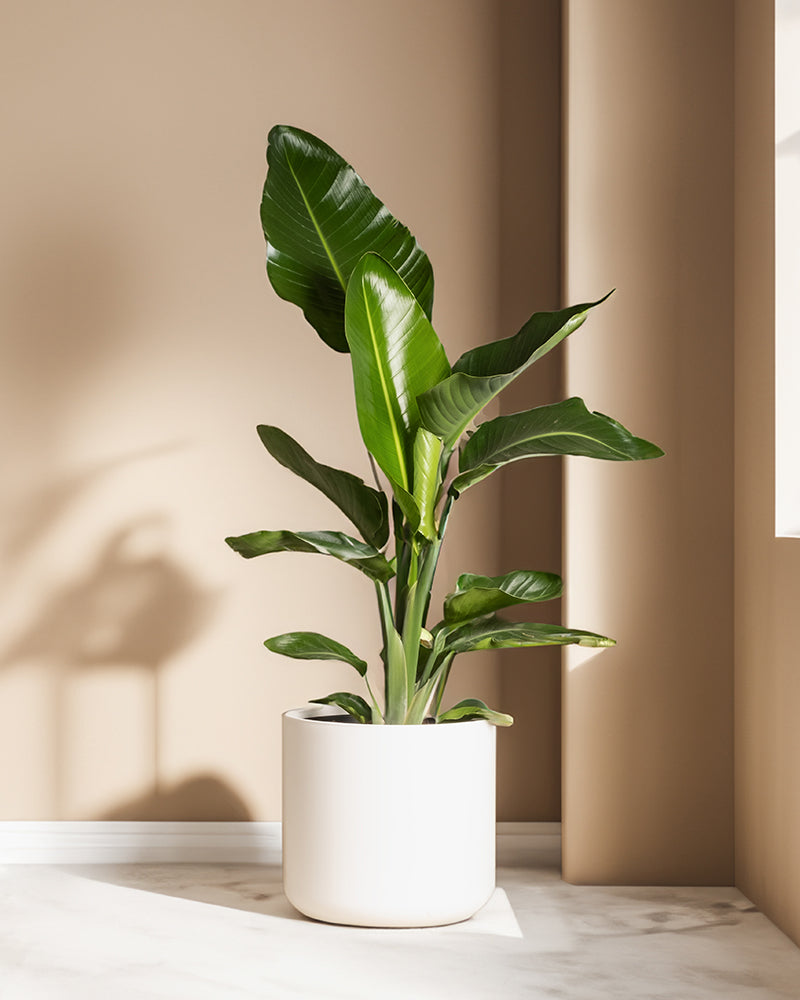 feey-strelitzie-xl-zimmerpflanze-gro-strelitzia-nicolai image 8